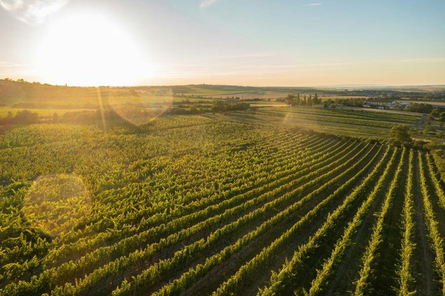 Vignoble au soleil couchant