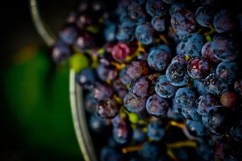 Grappes de raisin